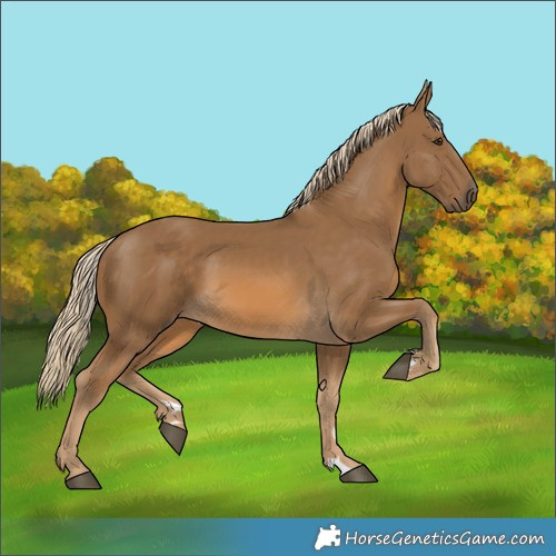 Horse Color:Chocolate Palomino 