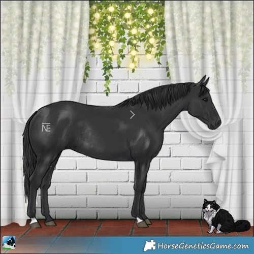 Horse Color:Black Rabicano 
