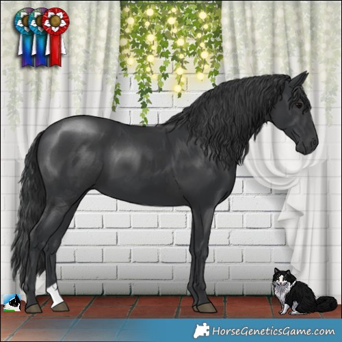 Horse Color:Black 
