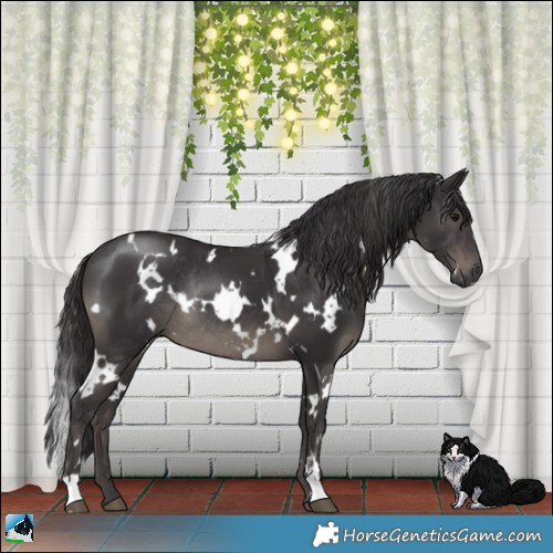 Horse Color:White Spotted Smoky Black Mushroom Rabicano 