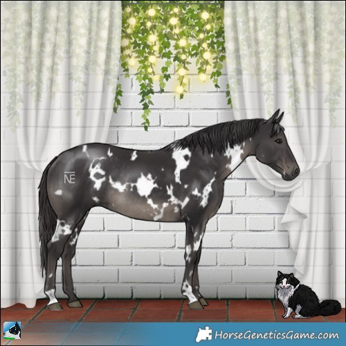Horse Color:White Spotted Smoky Black Mushroom Rabicano