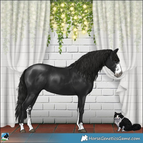 Horse Color:Gray Black Mushroom Sabino