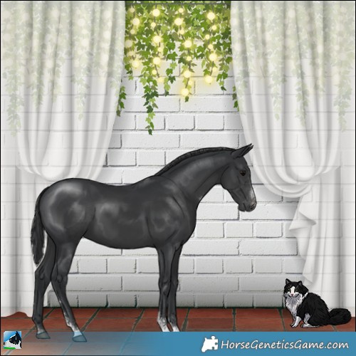 Horse Color:Black Sabino 