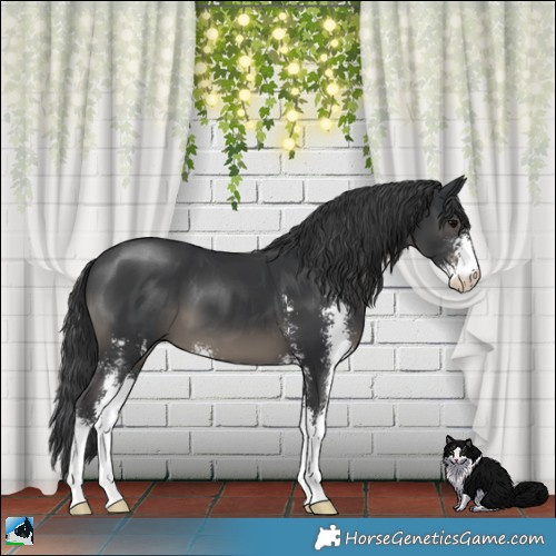Horse Color:Black Sabino