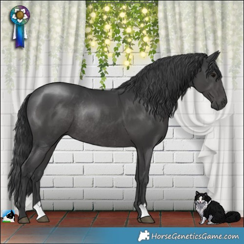 Horse Color:Black Mushroom Rabicano 