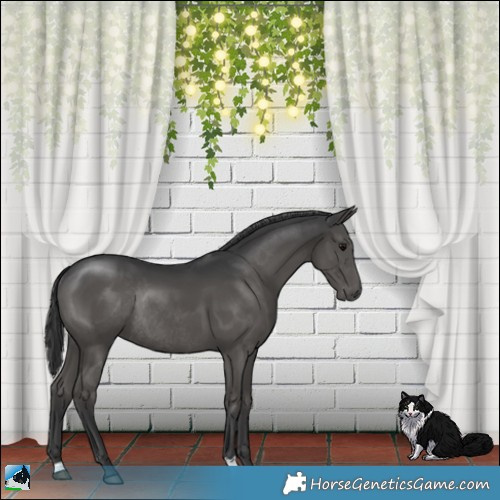 Horse Color:Black Mushroom Rabicano 