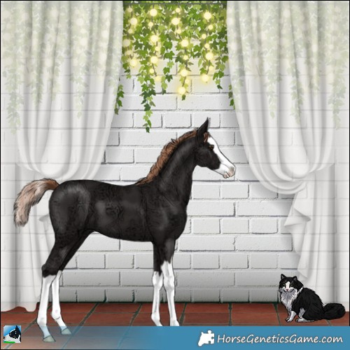 Horse Color:Liver Chestnut Ice Splash 