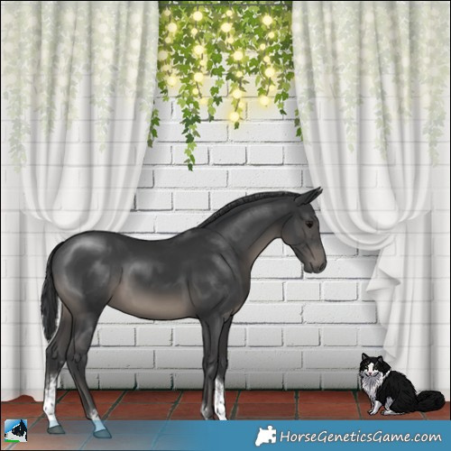 Horse Color:Black Sabino Rabicano 