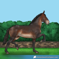 Horse Color:Brown Appaloosa