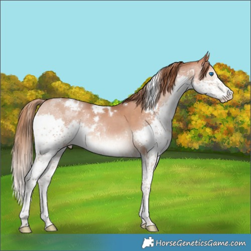 Horse Color:White Spotted Brown Pearl Splash Rabicano