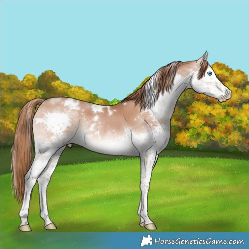 Horse Color:White Spotted Brown Pearl Splash Rabicano 