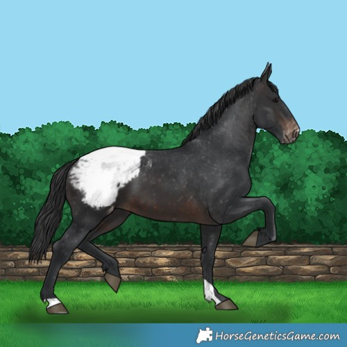 Horse Color:Brown Appaloosa