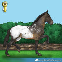 Horse Color:Buckskin Snowcap 
