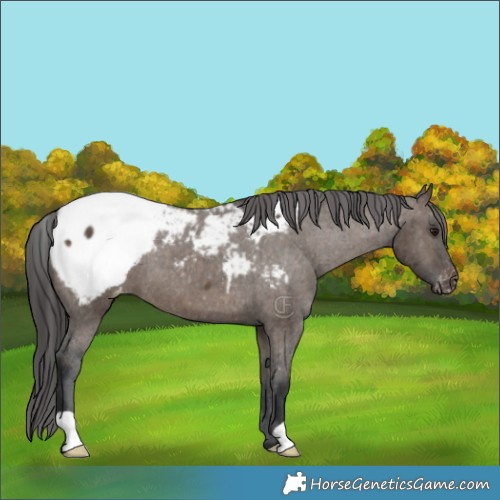 Horse Color:Brown Dun Appaloosa Brindle 