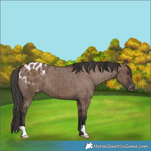 Horse Color:Liver Red Dun Appaloosa Brindle 