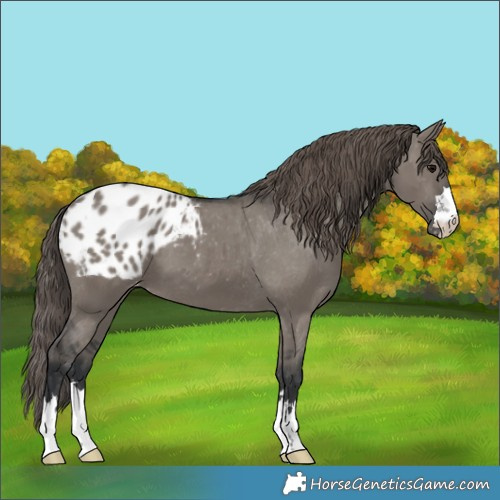 Horse Color:Grullo Appaloosa