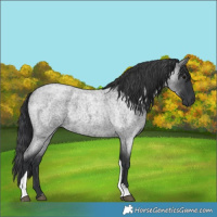 Horse Color:Blue Roan Tobiano 