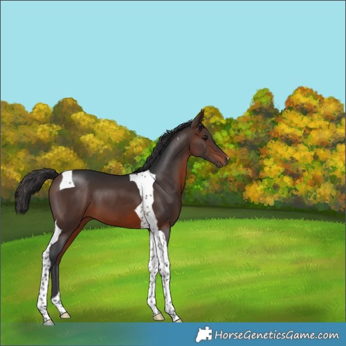 Horse Color:Brown Tobiano 