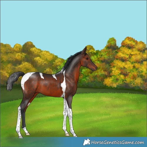 Horse Color:Brown Tobiano 