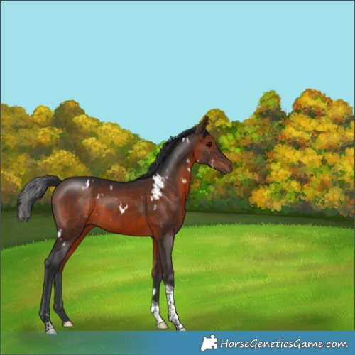 Horse Color:White Spotted Brown Tobiano 