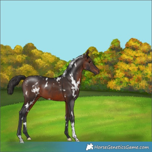 Horse Color:White Spotted Brown 