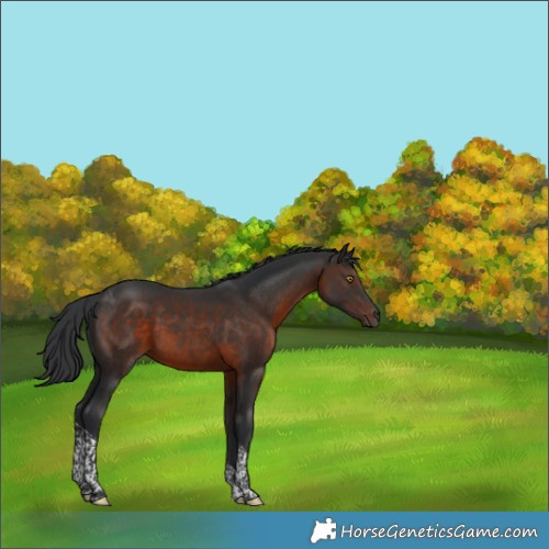 Horse Color:Brown Tobiano 