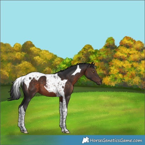Horse Color:Brown Tobiano 