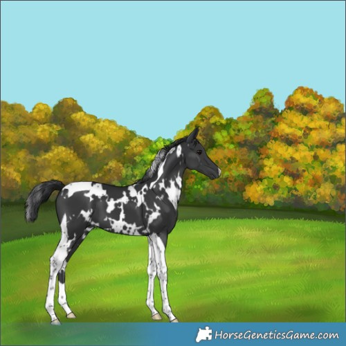 Horse Color:White Spotted Black Tobiano 