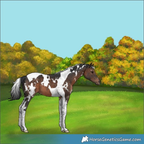 Horse Color:White Spotted Brown Tobiano 