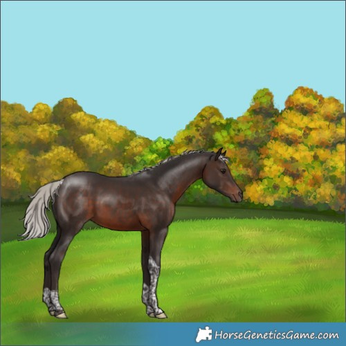 Horse Color:Silver Brown Tobiano