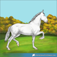 Horse Color:Silver Perlino Dun 