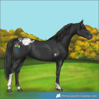 Horse Color:Black Tobiano Varnish Rabicano 