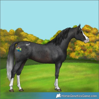 Horse Color:Brown Splash Appaloosa 
