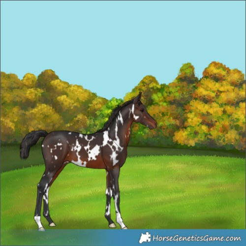 Horse Color:White Spotted Brown 