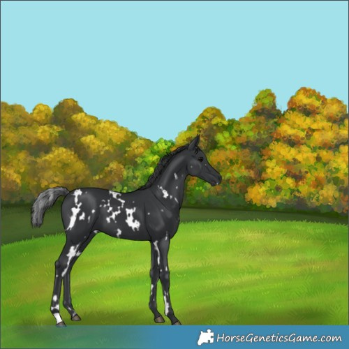 Horse Color:White Spotted Black 