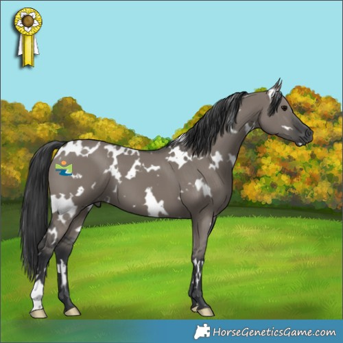 Horse Color:White Spotted Grullo 