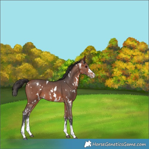 Horse Color:White Spotted Bay Sabino 