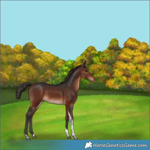 Horse Color:Bay Tobiano Rabicano 