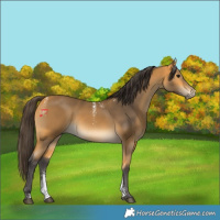 Horse Color:Powder White Buckskin Rabicano 