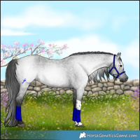 Horse Color:Gray Blue Roan Tobiano Rabicano 