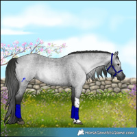 Horse Color:Gray Blue Roan Tobiano Rabicano 
