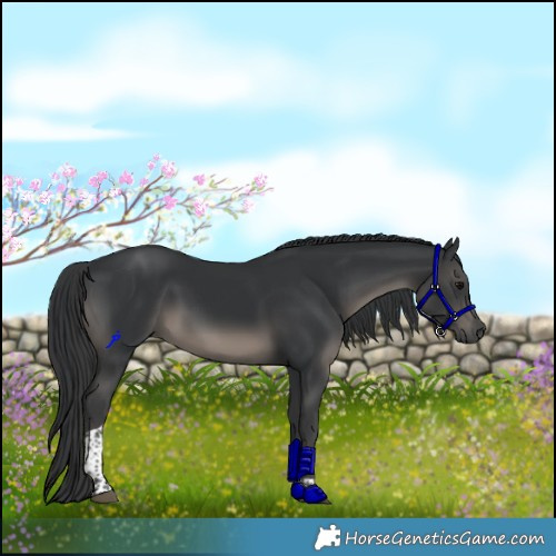 Horse Color:Black Tobiano Rabicano 