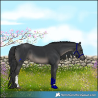 Horse Color:Black Tobiano Rabicano 