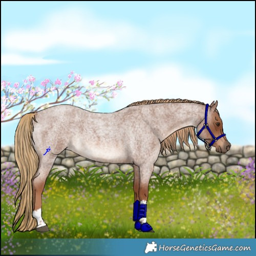 Horse Color:Red Roan Tobiano Rabicano