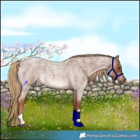 Horse Color:Red Roan Tobiano Rabicano 