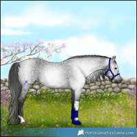 Horse Color:Gray Blue Roan Tobiano Rabicano 