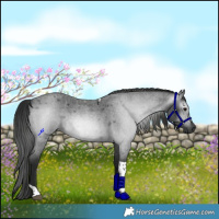 Horse Color:Gray Blue Roan Tobiano Rabicano 