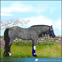 Horse Color:Gray Blue Roan Tobiano Rabicano