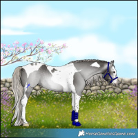 Horse Color:Gray Silver Black Splash Tobiano Rabicano 