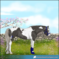 Horse Color:Gray Silver Black Splash Tobiano Rabicano